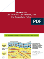 Chapter 19 - Cell Junctions and Cell Adhesion