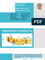 Seminario 01 Grupo A Transporte Fisiología