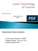 Production Technology of Lucerne