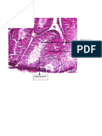 Histologi Testis Mencit - A4