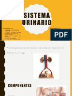 Sistema Urinario