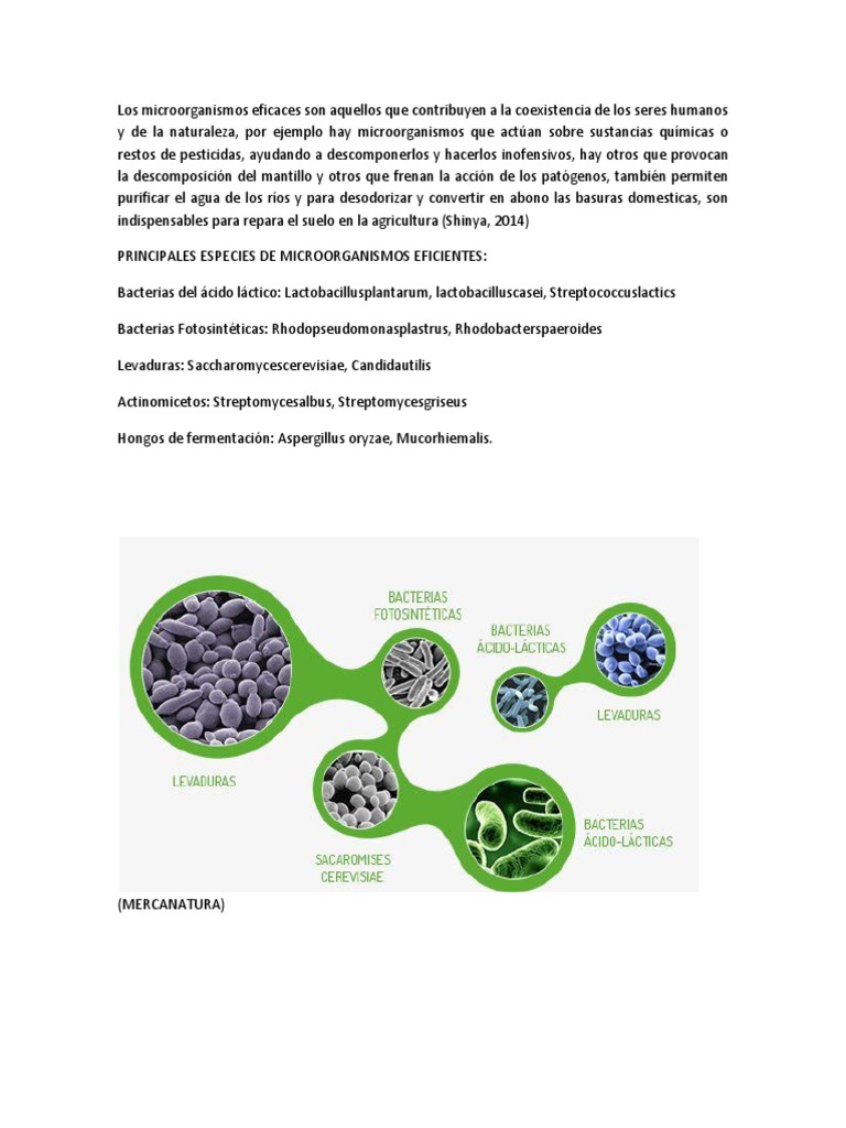 Micro or | PDF | Las bacterias | Alimentos