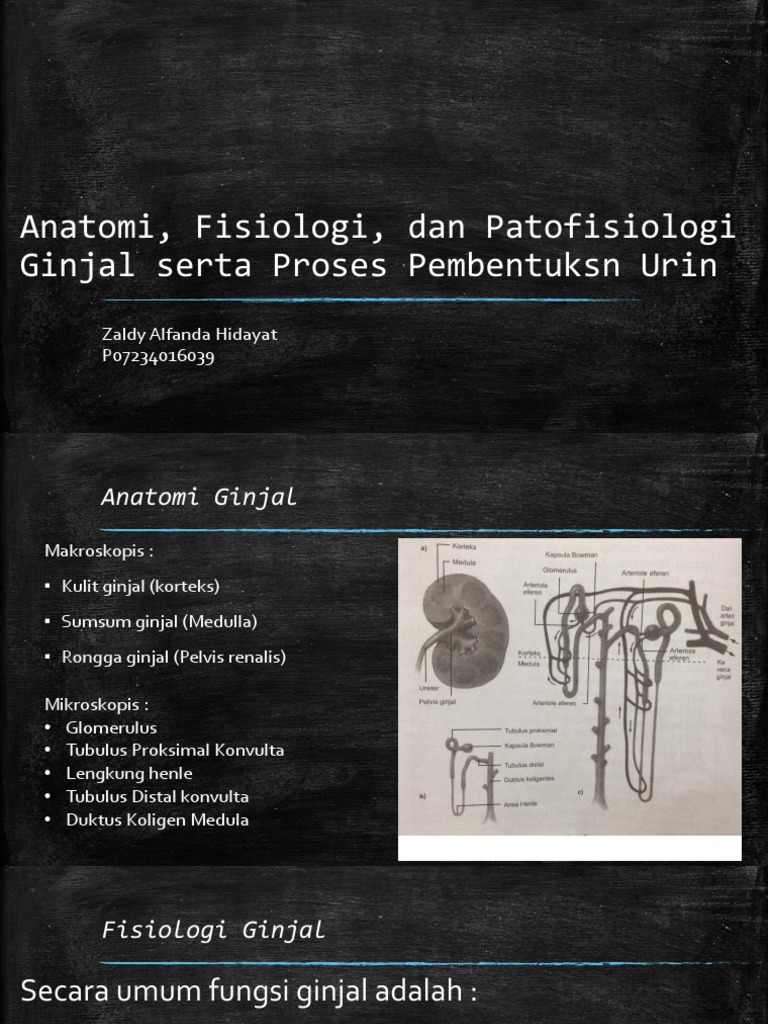 Anatomi Fisiologi Dan Patofisiologi Ginjal Pdf