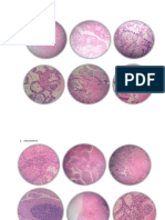 gambar PA digestive (mikroskopik).docx
