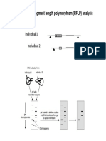 Biology RFLP Analysis