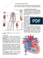 Guia Circulacion Humana