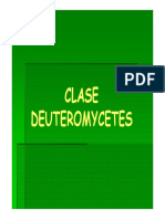 DEUTEROMYCETES