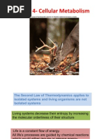 Cellular Metabolism