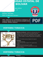 Presensatcion Anatomia