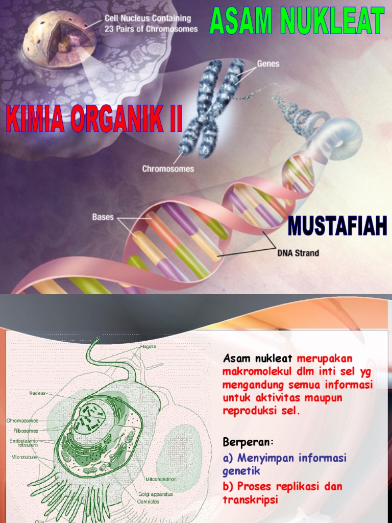 Bagian Sel  Yang  Menyimpan  Informasi  Genetik  Berbagai 