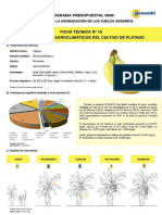 Ficha16 Platano