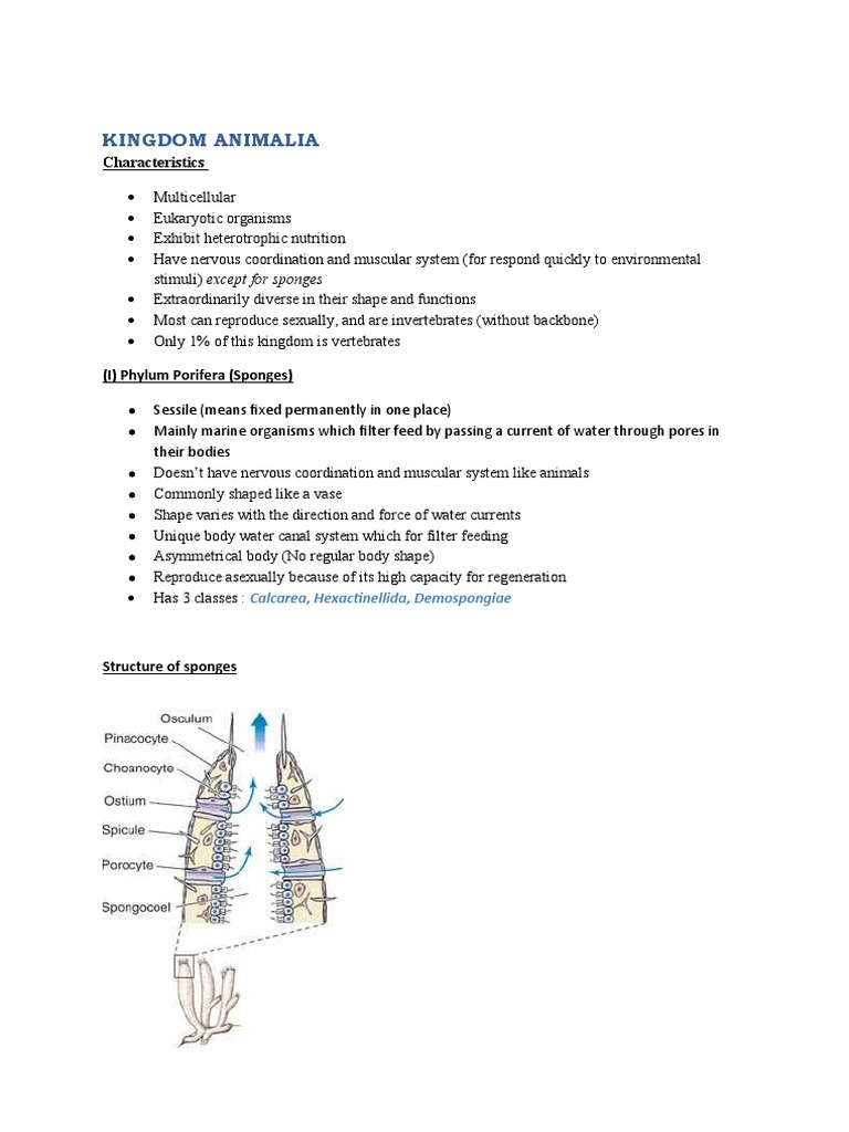 Animal Kingdom Overview | PDF | Biota | Sponge