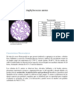 Bacterias Gram + y Gram