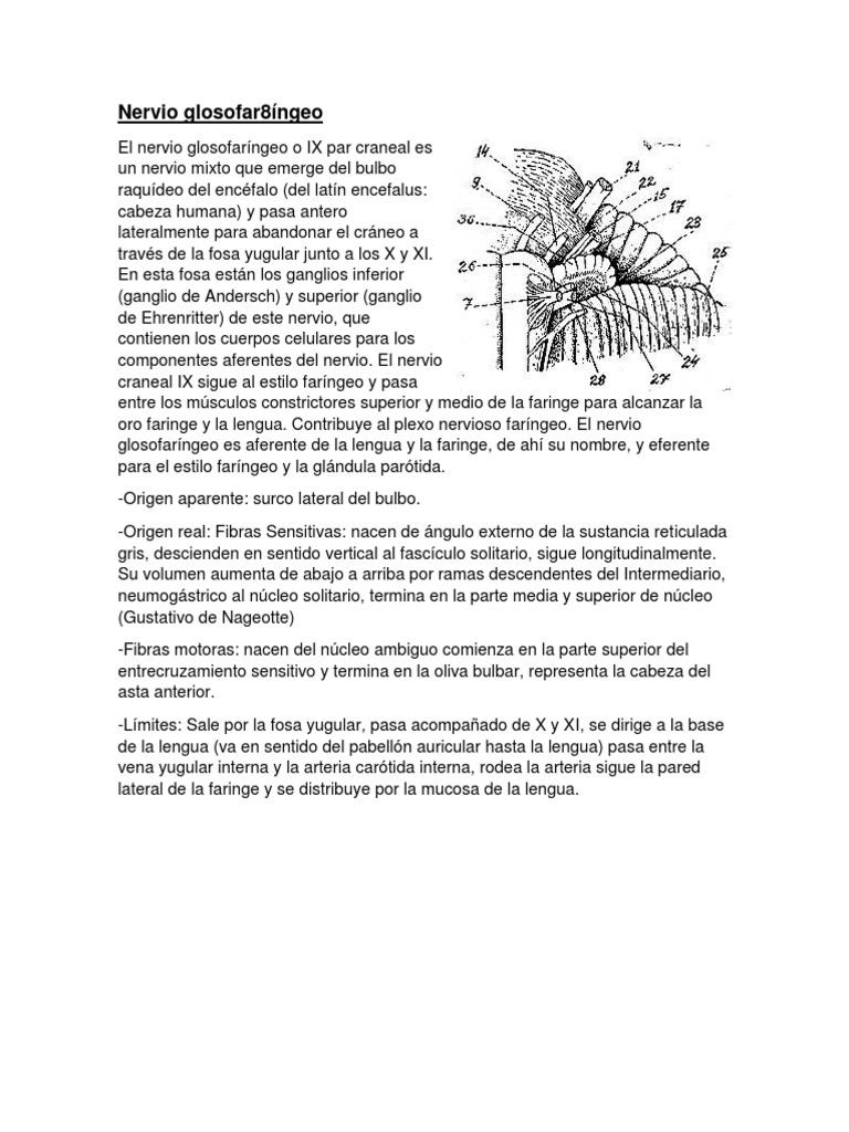Nervio Glosofaríngeo Pdf Lengua Anatomía De Los Primates