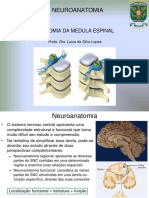 Medula Espinal