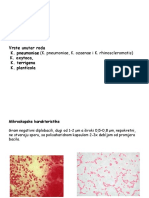 Rod Klebsiella, Proteus, Yersinia