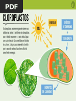 Cloroplastos.pdf