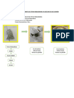 Procedimiento de Grado Edulcorante de s. Rebaudiana vs Azúcar Común