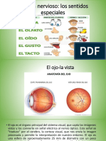 Sistema Nervioso Exposición 