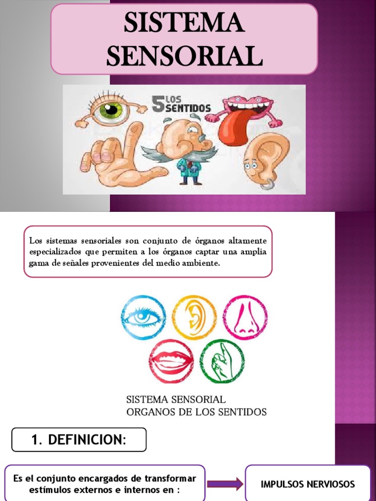 Sistema Sensorial Ppt Estímulo (fisiología) Neurociencia