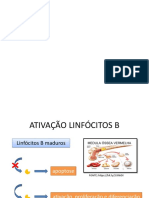 Seminário Ativação Dos Linfócitos B