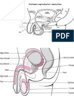 APARATO REPRODUCTOR