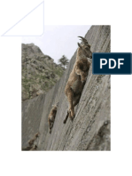 Death-Defying Mountain Goats Are Seen Climbing The Steep Dam Wall in Italy's Gran Paradiso National Park.
