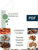 Tamarind: Tamarindus Indica