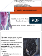 Sinapsis Union Neuromuscular