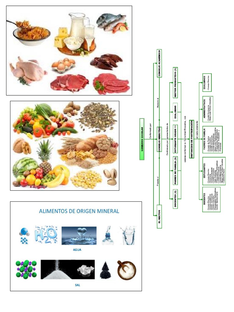 Alimentos de Origen Animal Vegetal Mineral Gobierno Escolar