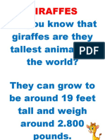 Giraffes