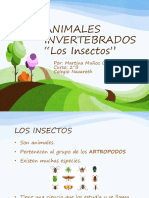 Animales Invertebrados Insectos