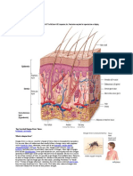 Integumentary System: Top Searched Dengue Fever Terms