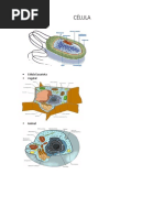 Celulas