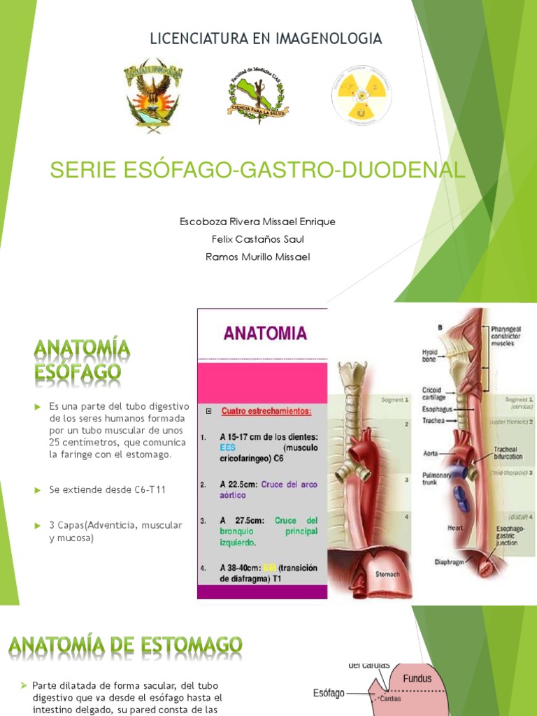 Serie Esofago Gastro Duodenal Sistema digestivo humano Estómago