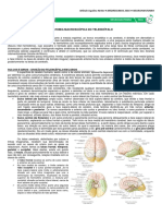 13 - Anatomia Macroscópica Do Telencéfalo