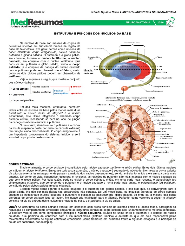 15 - Estrutura e Funções Dos Núcleos Da Base | PDF | Gânglios basais ...