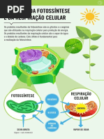 Produtos da fotossintese e respiração celular.pdf