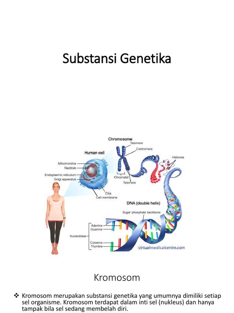 Basa Nitrogen Yang Tidak Dimiliki Dna Yaitu DNA Informasi