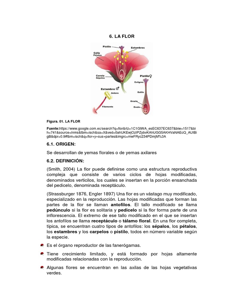 Estructura y Tipos de Flores | PDF | Reproducción de plantas | Flores