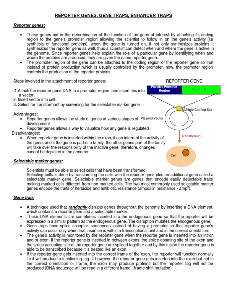 Reporter Genes and Traps PDF Gene Promoter
