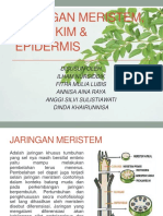 Jaringan Meristem, Parenkim & Epidermis Kelompok 3