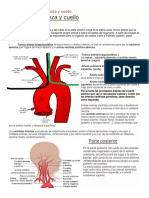 Irrigación Venosa y Arterial Del Cuello, Cara y Cabeza