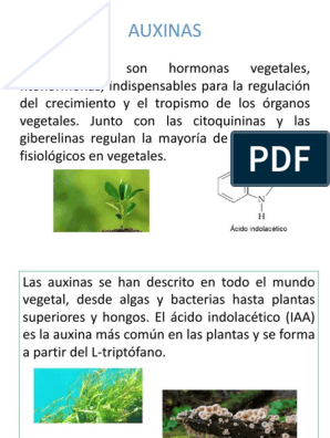 barajar Modernización diario AUXINAS | PDF | Auxina | Biología Molecular