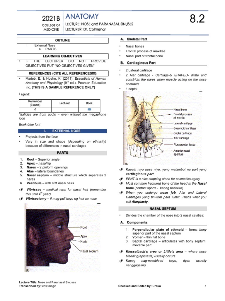 Anatomy of Nose and Sinuses Explained | PDF | Human Head And Neck ...