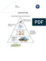 Piramide Ecologica