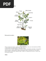 Doenças Das Roseiras