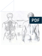 Grafica Espalda, Registro y Auscultación