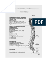 Coloana Vertebrala