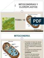 Diferencias Mitiocondrias y Cloroplastos